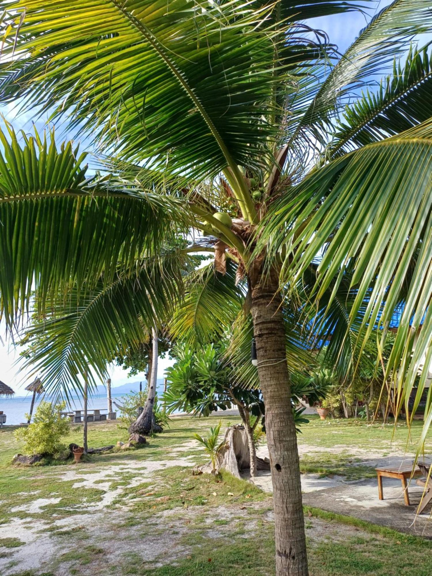 Tropicana Khophagan Resort Hotel Thong Sala Eksteriør billede